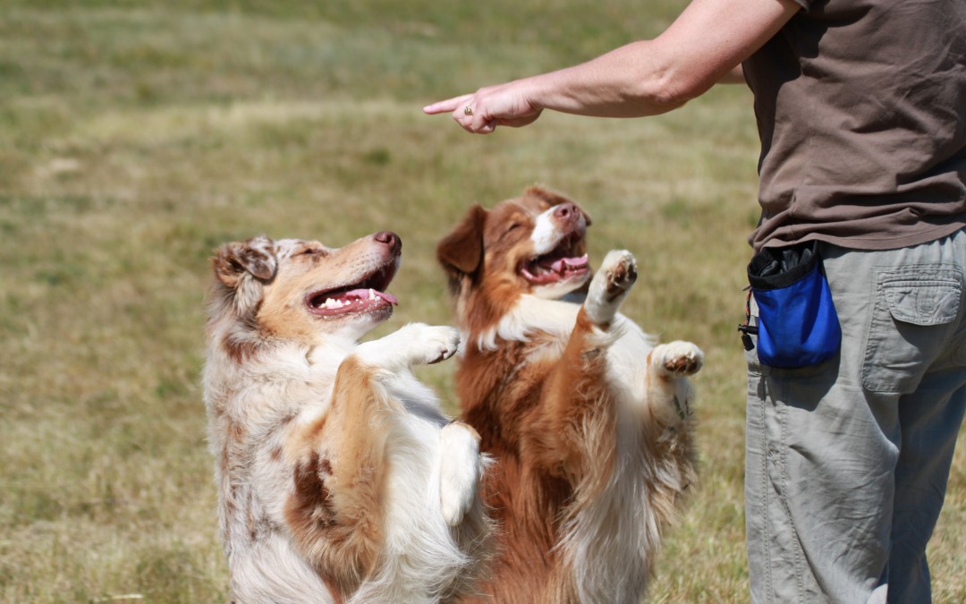 Mes méthodes de travail en éducation canine positive