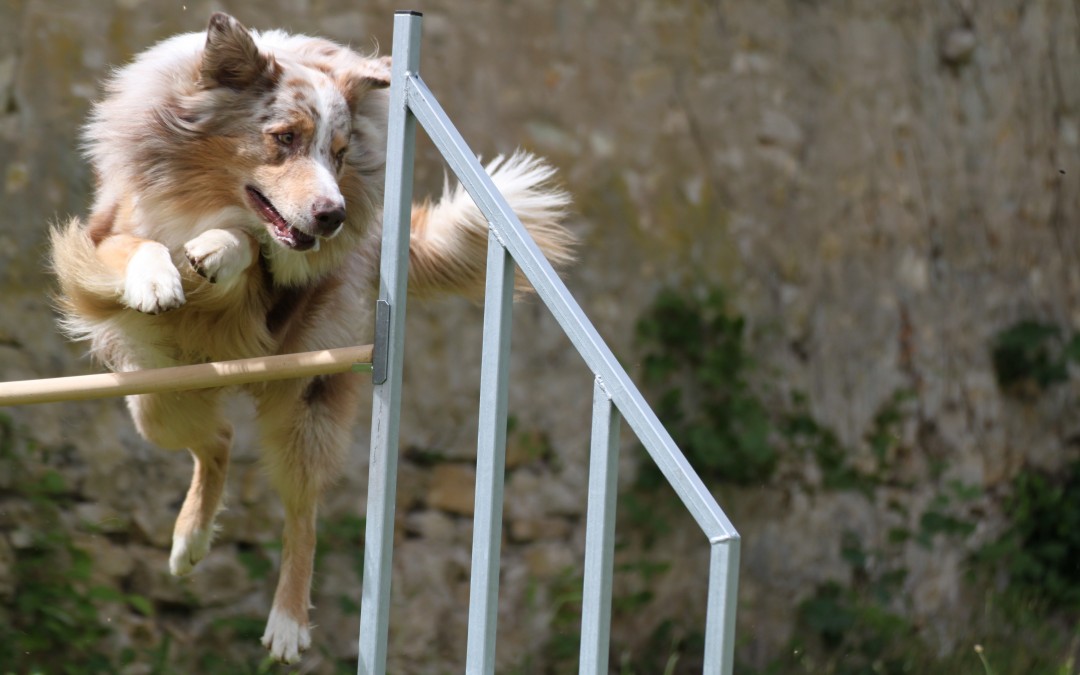 Ma vision de l'agility