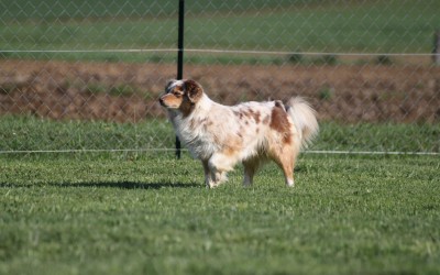 Mon chien ne tient pas ses départ en concours