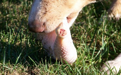 Et si mon chien n'était pas une poule?