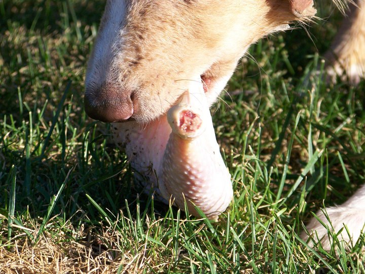 Et si mon chien n'était pas une poule?