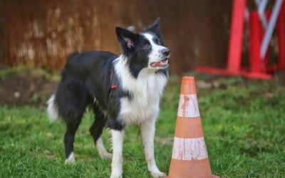 Les bonnes bases pour commencer l'agility