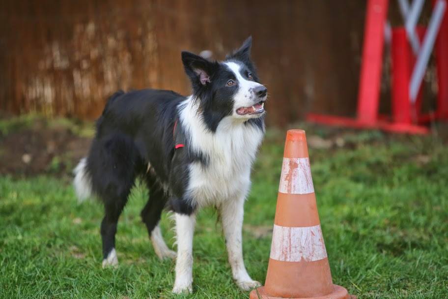 Les bonnes bases pour commencer l'agility