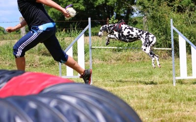 Les bases de l'agility … pour humain!