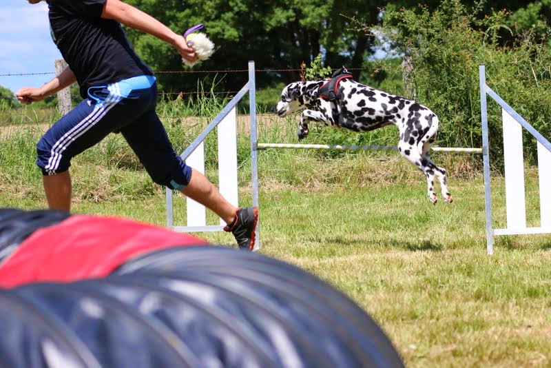 Les bases de l'agility … pour humain!