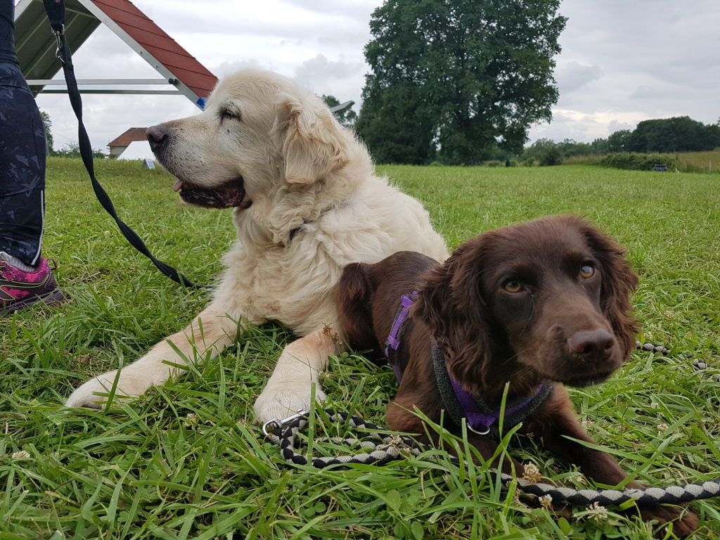 Adopter un chiot ou un chien adulte? Déclic et des Chiens