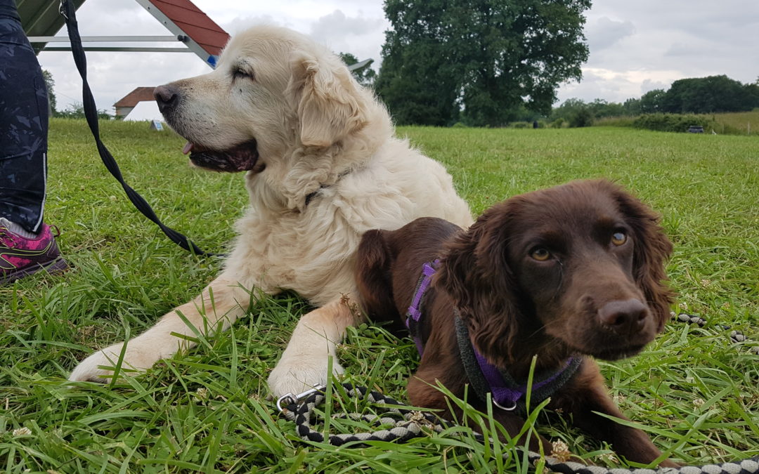 éduquer son chien à laisse détendue