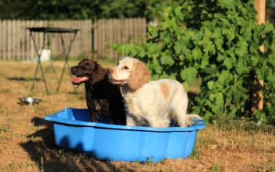 Prendre un deuxième chien : comment bien gérer la situation ?