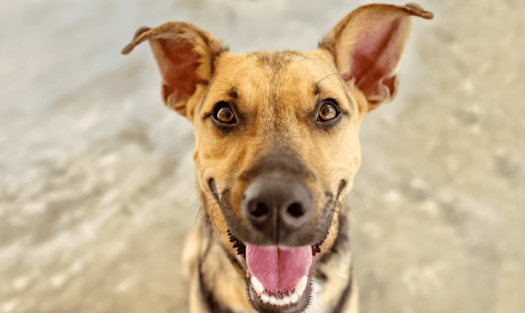 Comment calmer un chien excité pour changer son comportement facilement ? Mes 5 astuces