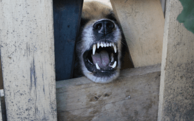 Pourquoi mon chien est agressif et quelle solution pour l’apaiser ?