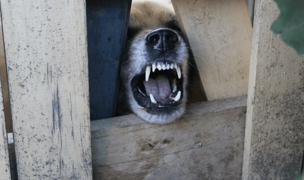 Pourquoi mon chien est agressif et quelle solution pour l’apaiser ?