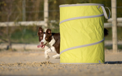 Zoom sur le Hoopers : le sport idéal pour votre chien !