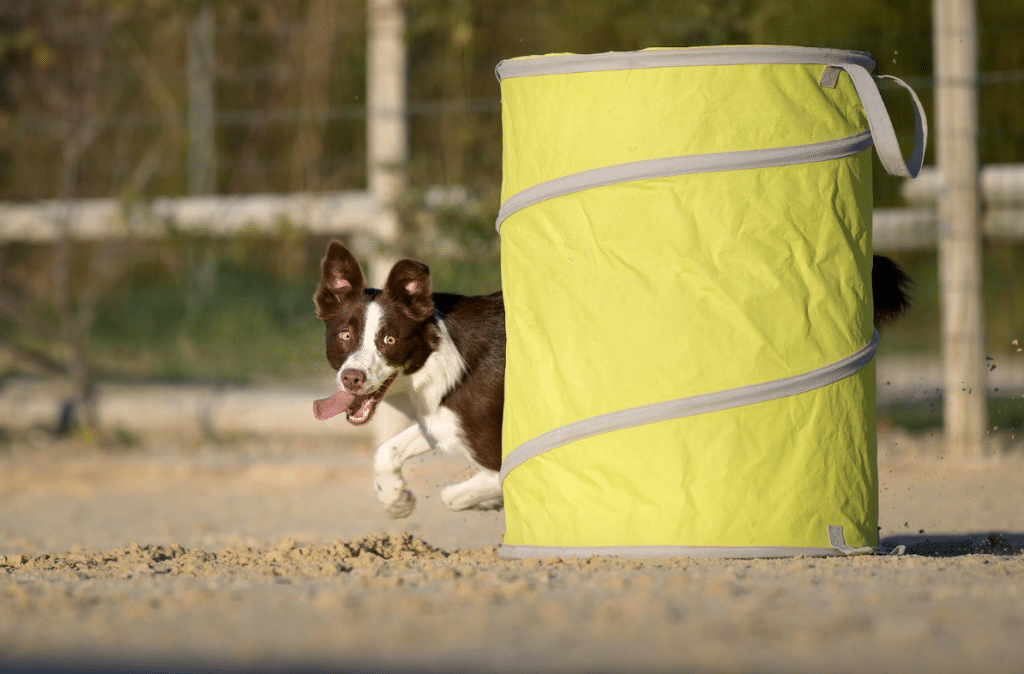 Zoom sur le Hoopers : le sport idéal pour votre chien !