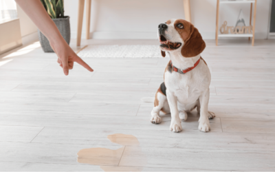 Comment réapprendre la propreté à un chien adulte ? Mes 5 conseils efficaces