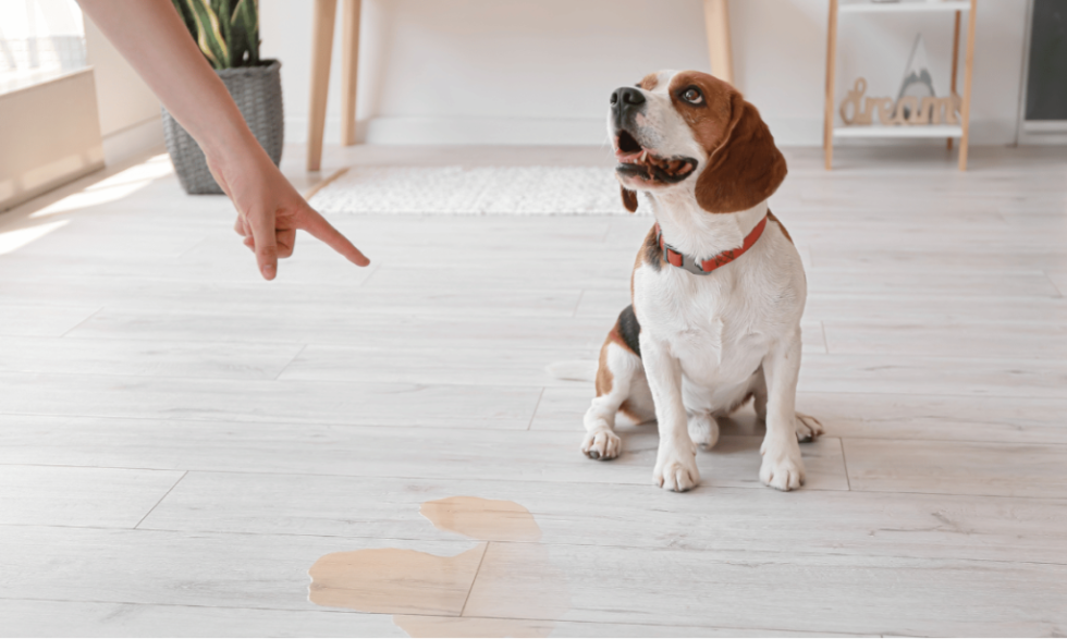 5 conseils pour apprendre la propreté à un chien adulte l Déclic et des