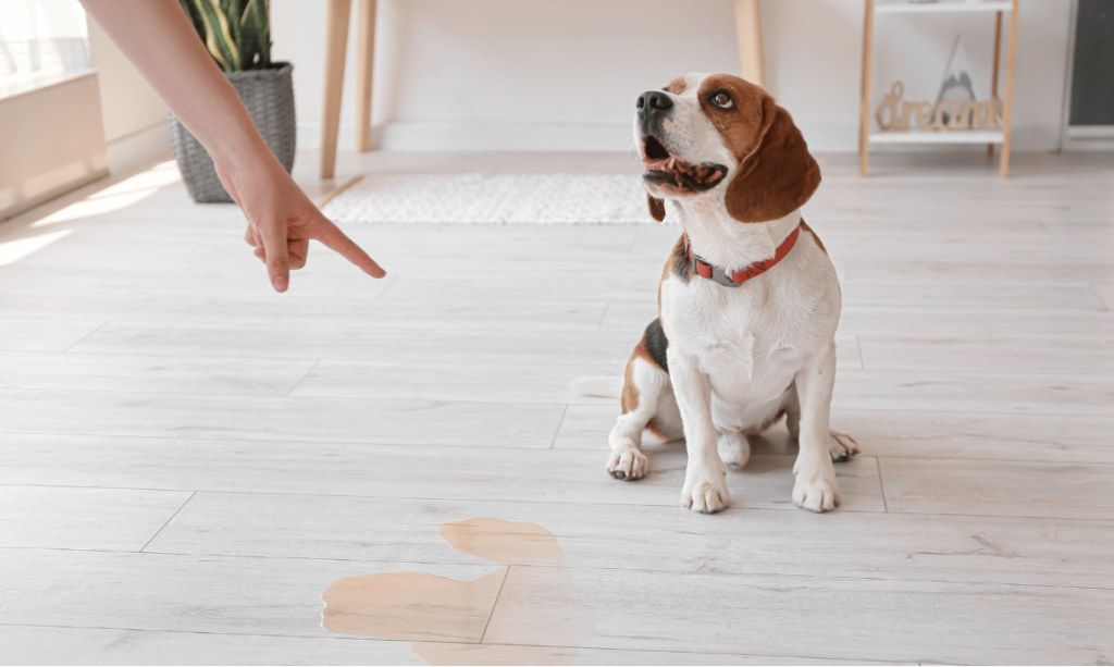 Comment réapprendre la propreté à un chien adulte ? Mes 5 conseils efficaces