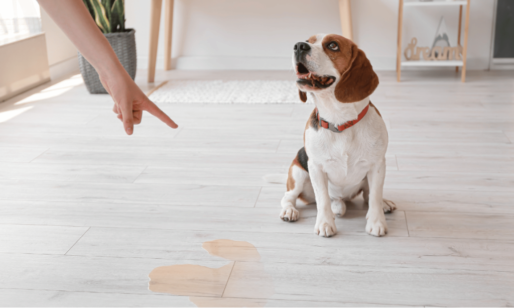 propreté chien adulte