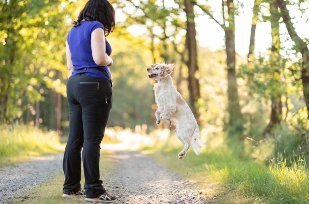 Comment punir son chien en éducation positive ? 4 clés pour vous faire obéir
