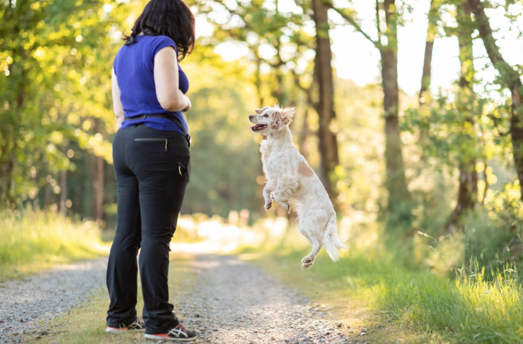 comment punir son chien en éducation positive ?