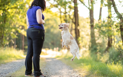 Comment punir son chien en éducation positive ? 4 clés pour vous faire obéir