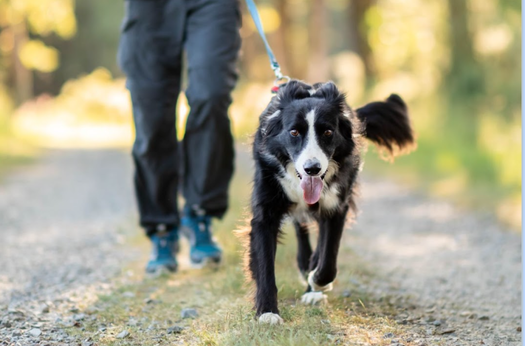 Marche en laisse difficile :  la méthode pour que votre chien arrête de tirer (pour toujours)