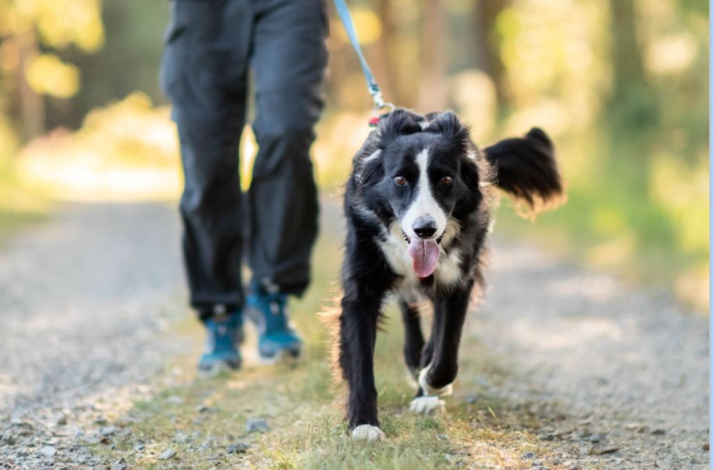 Comment le chien est devenu une personne