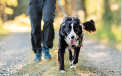 Marche en laisse difficile :  la méthode pour que votre chien arrête de tirer (pour toujours)