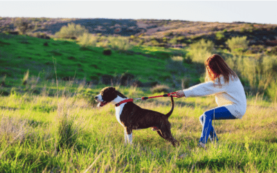 SOS mon chien tire en laisse ! La méthode pour arrêter le cauchemar en promenade