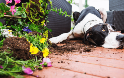 Ces situations où un comportementaliste canin sera incontournable pour votre chien