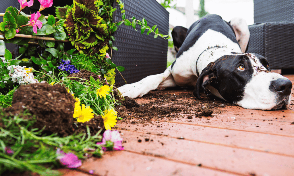 Ces situations où un comportementaliste canin sera incontournable pour votre chien