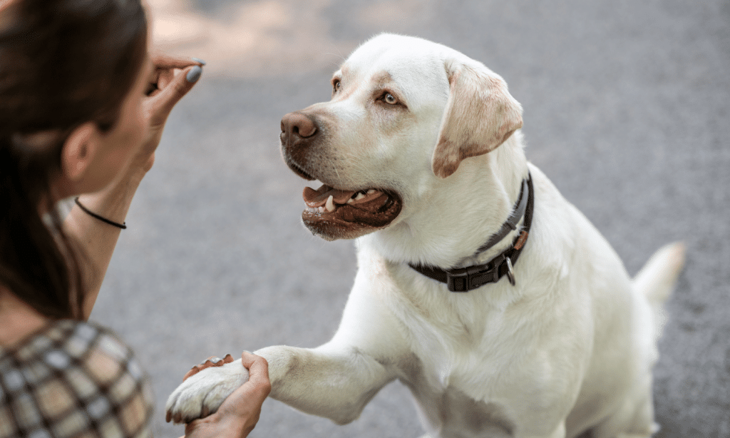 Dressage chien : comment éduquer un chien efficacement pour qu’il vous obéisse