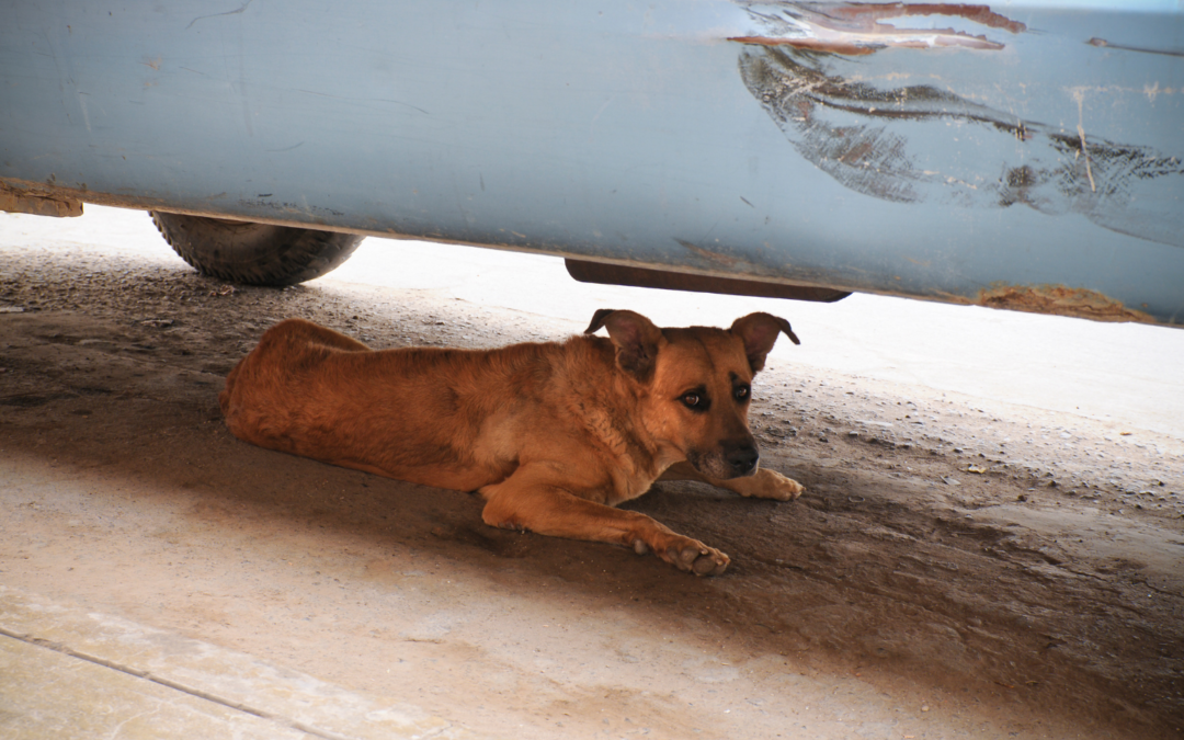 Comment sociabiliser et gérer un chien peureux et craintif ? Ma méthode simple