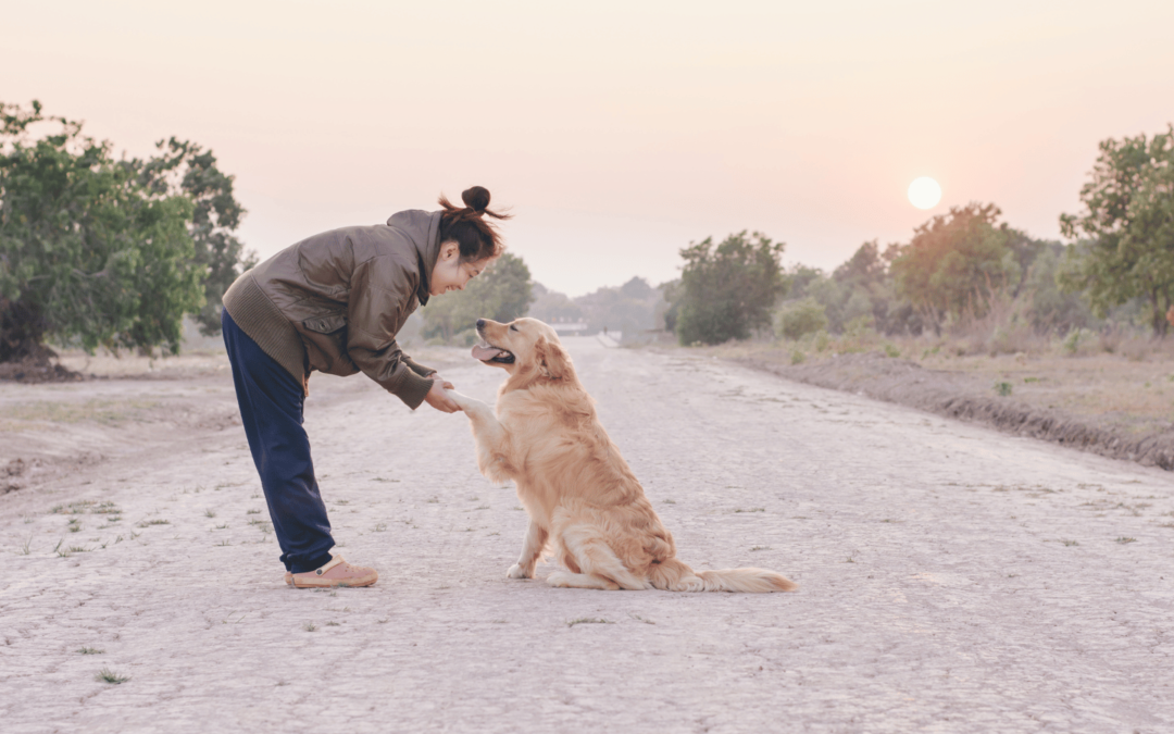 chien qui saute sur les gens