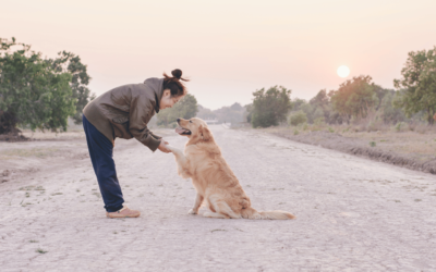 La technique pour qu’un chien qui saute sur les gens cesse de le faire