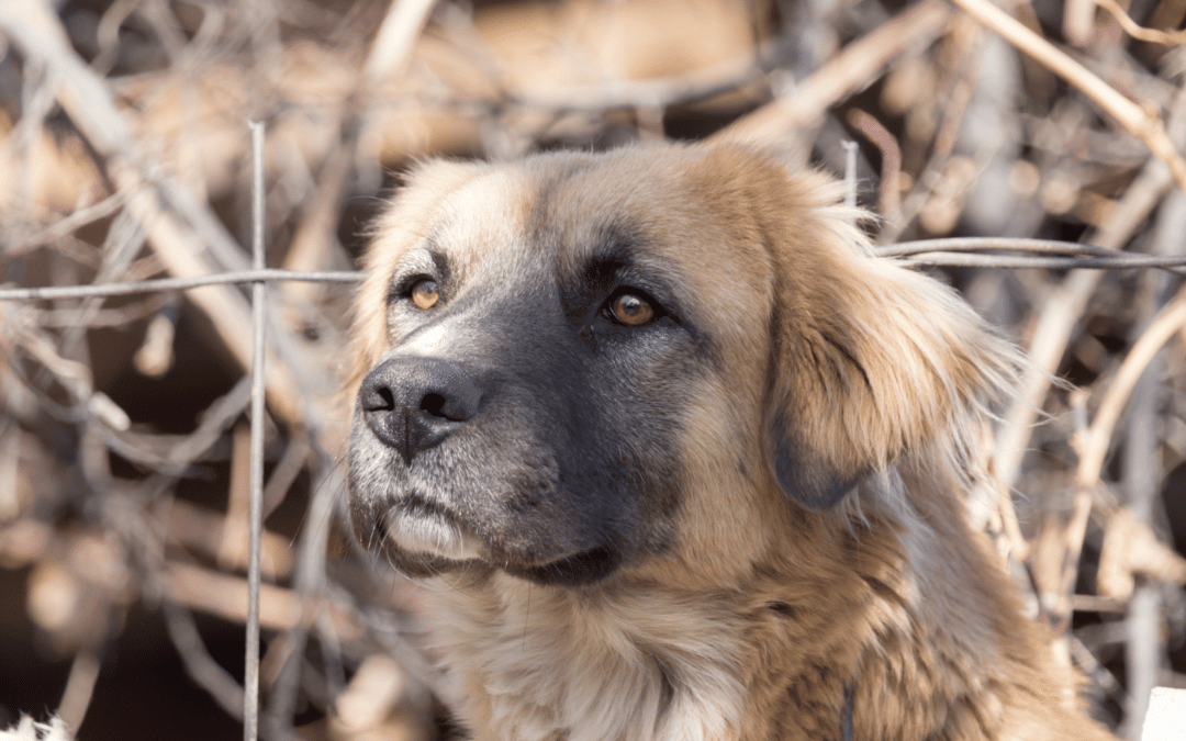 Comment empêcher un chien fugueur de s’échapper ? 3 techniques imparables