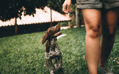 Comment passer à la marche sans laisse et faire confiance à son chien en promenade ?