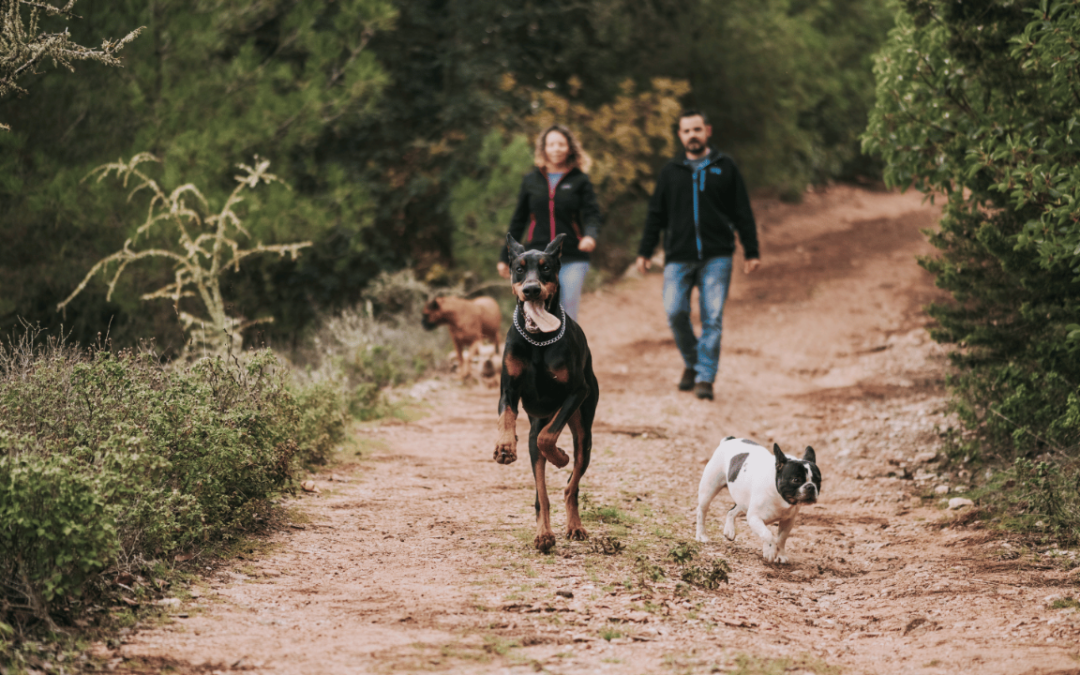 Comment apprendre le rappel à un chien adulte ? Mes 4 recommandations