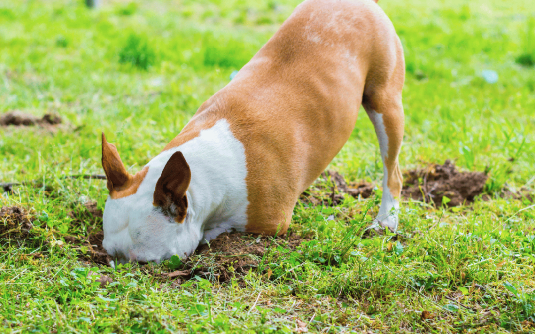 empêcher chien creuser