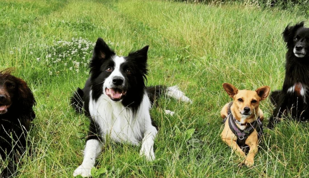 Comment mettre en place l’éducation positive avec son chien au quotidien ?