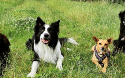 Comment mettre en place l’éducation positive avec son chien au quotidien ?