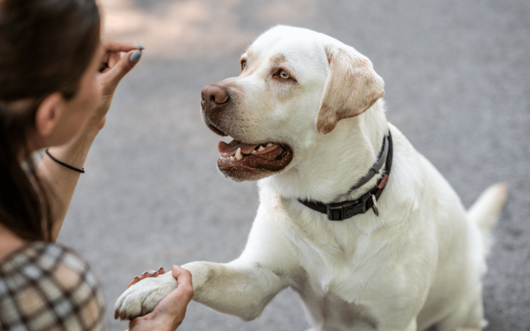 apprendre obéissance chien