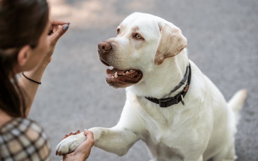 Dressage chien : comment éduquer un chien efficacement pour qu’il vous obéisse